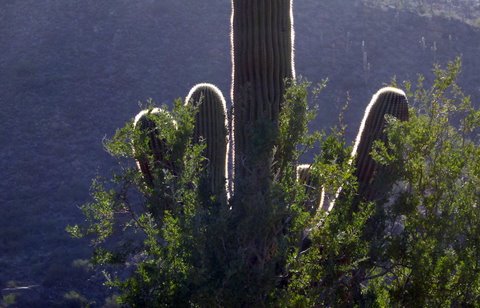 Backlit saguaro cactus